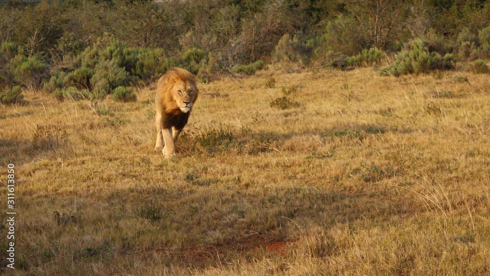 Naklejka premium male lion at sunrise in africa