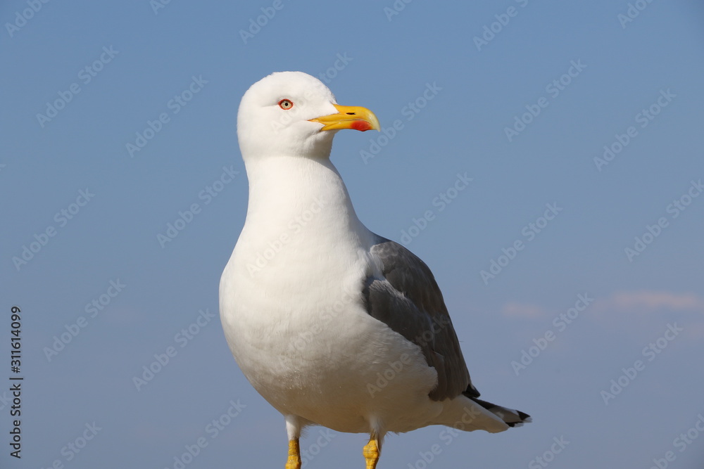 Mouette Mouette