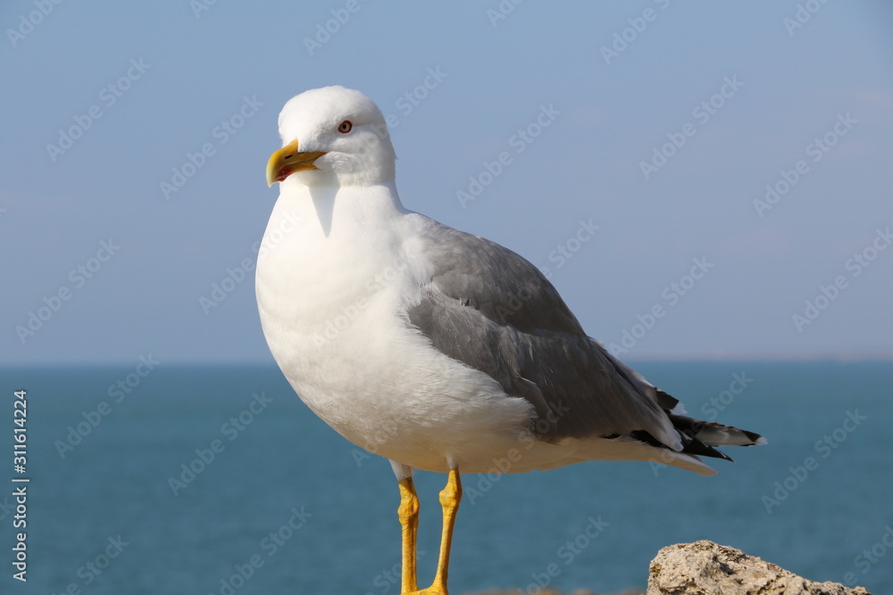 Mouette Mouette