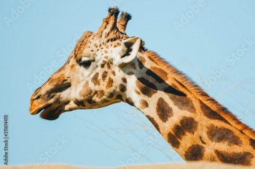 portrait of giraffe