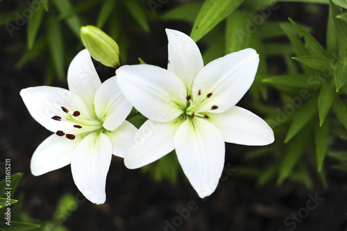 Blumenbeet  Lilie