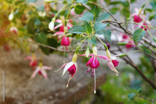 lady's eardrops flower on nature background. Fuchsia is a type of annual flower.