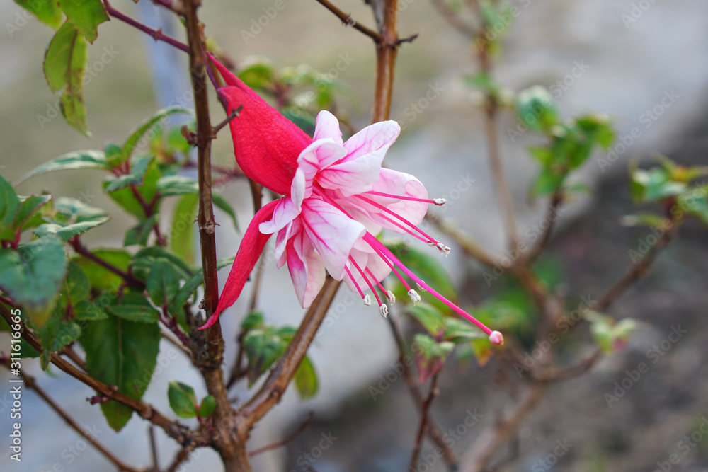 lady's eardrops flower on nature background. Fuchsia is a type of annual flower. lady's eardrops flower on nature background. Fuchsia is a type of annual flower.