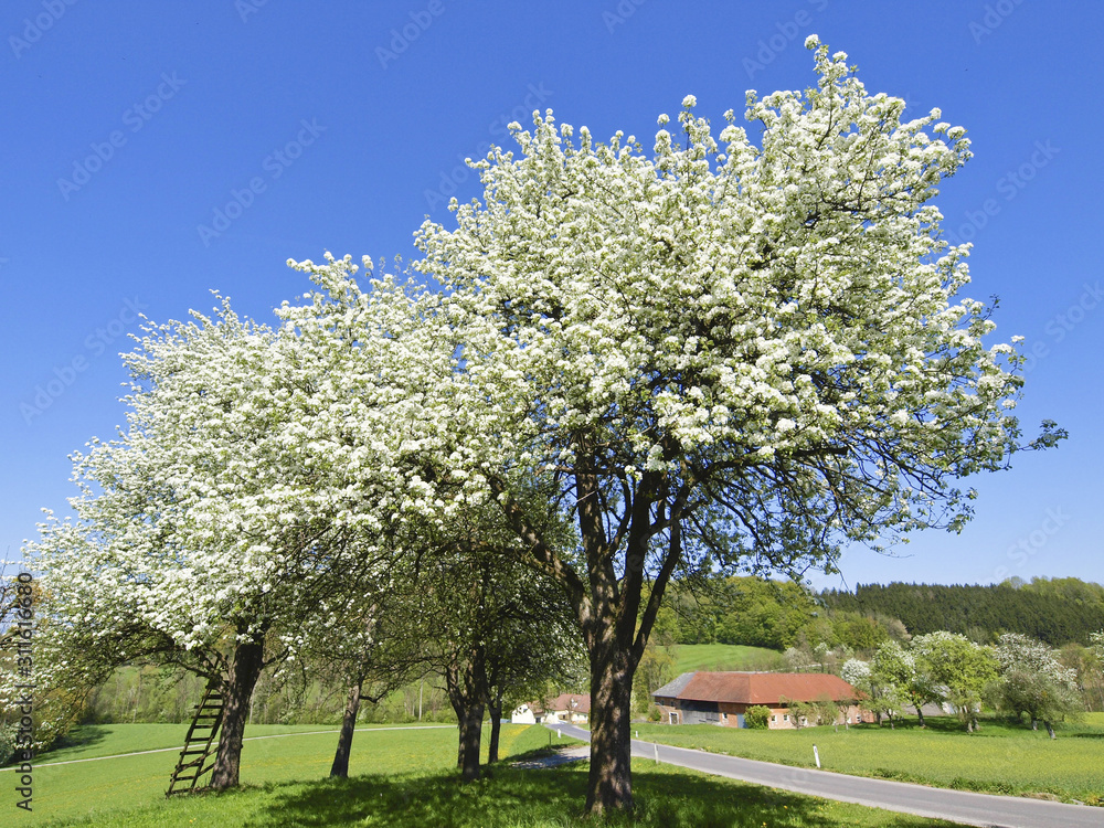 Birnbaum in Blüte, Vierkanthof, Österreich, NIederösterreich, Birnbaum in Blüte, Vierkanthof, Österreich, NIederösterreich,