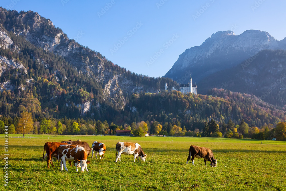 Serene rural landscape with cows grazing in the meadow with the view to Neuschwanstein castle, Bavaria, Germany