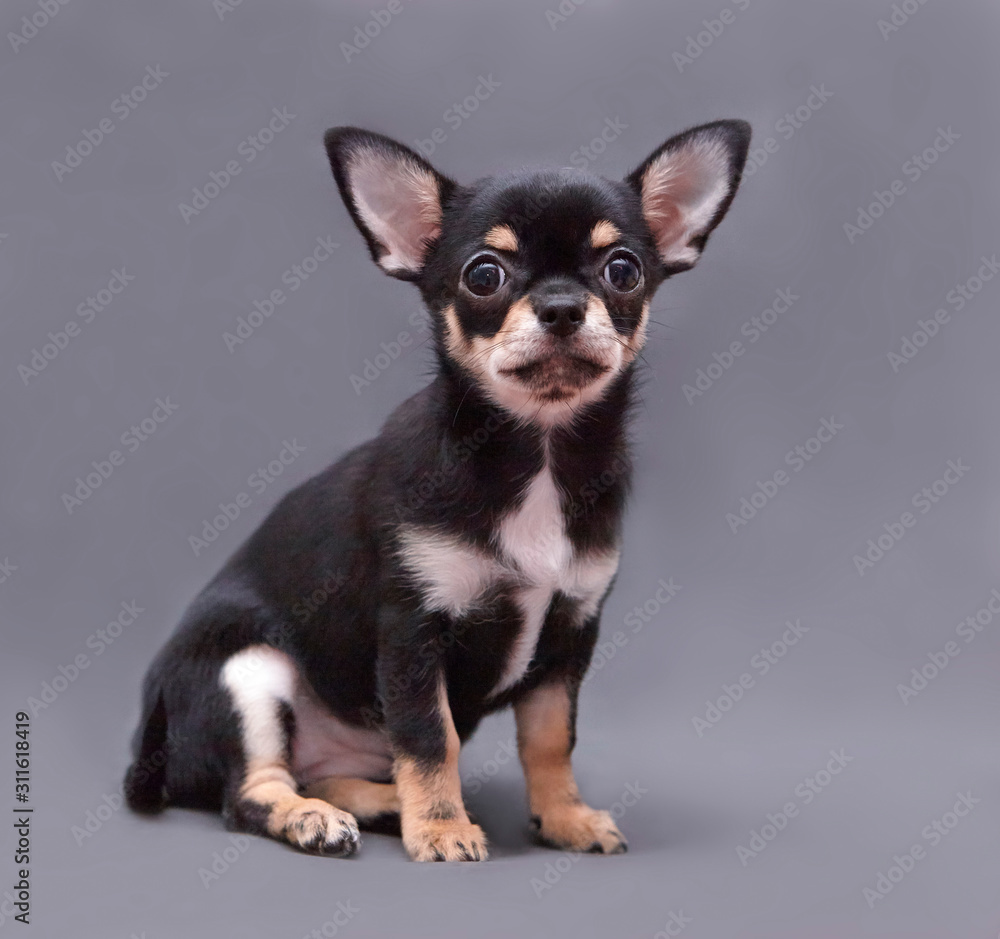 chihuahua puppy on grey background