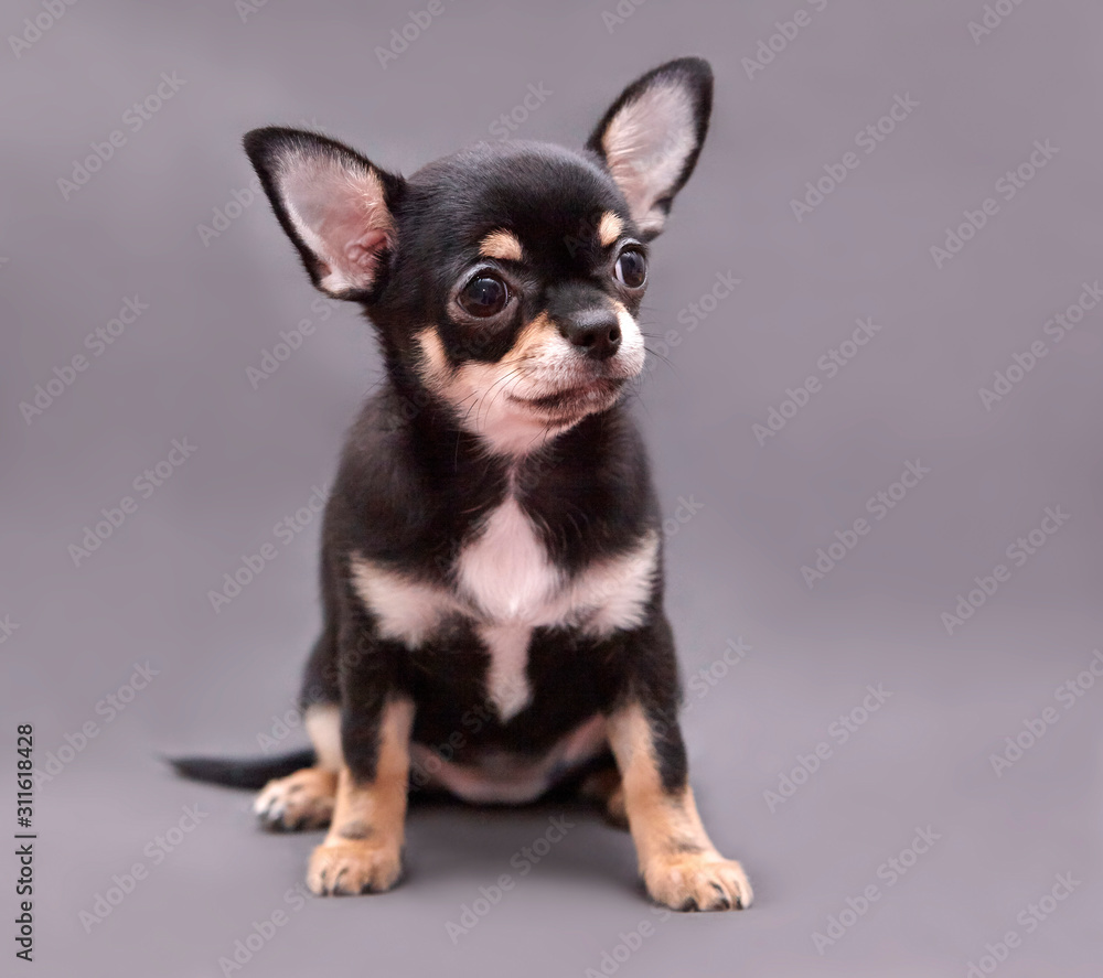 chihuahua puppy on grey background chihuahua puppy on grey background