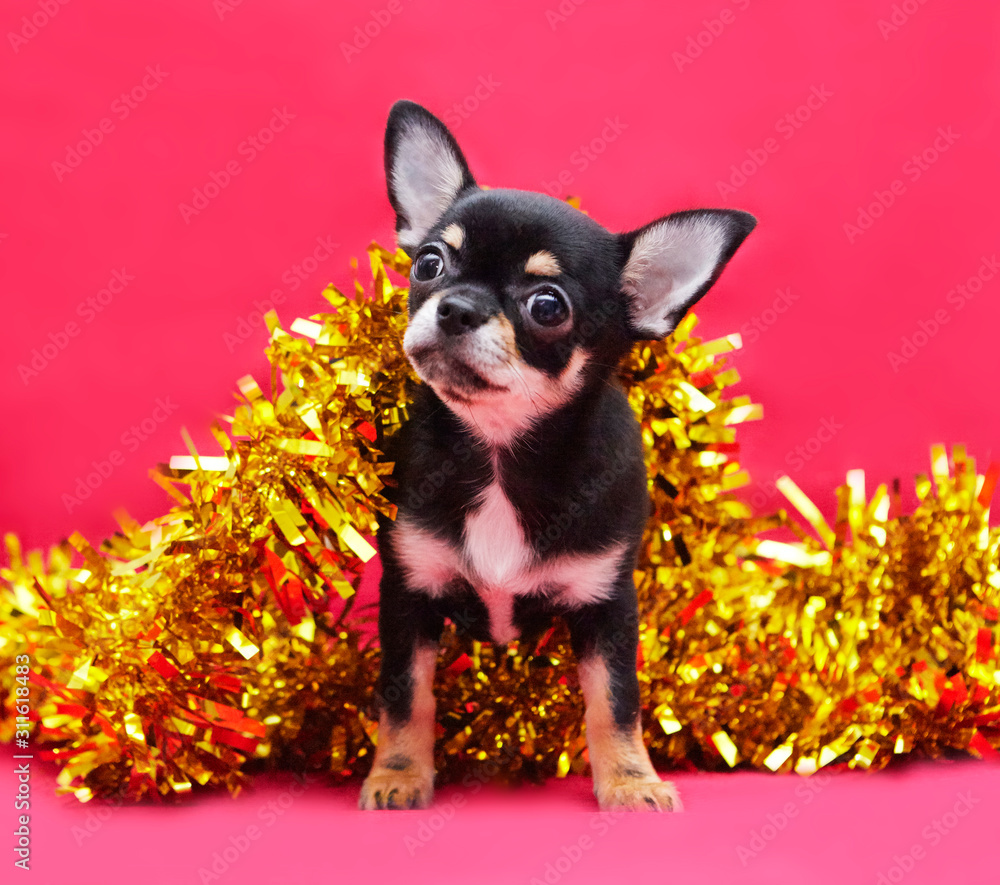 chihuahua with new year