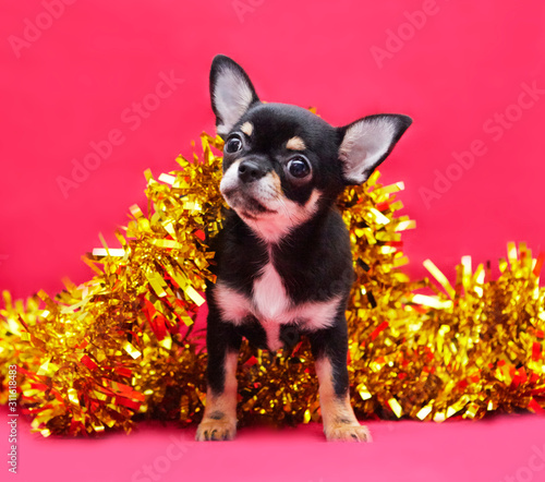 chihuahua with new year