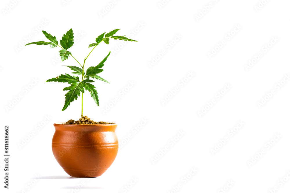 Young Neem tree in clay pot on white background. Azadirachta indica Tree. Young Neem tree in clay pot on white background. Azadirachta indica Tree.