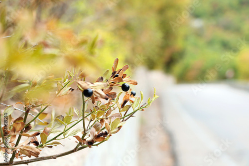 A branch with black berries on a brick wall background. A road stretching into the distance. Autumn and green foliage. photo