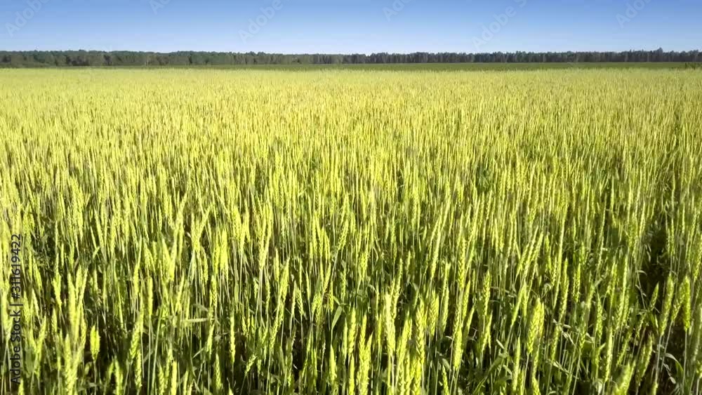 golden commercial wheat grows on boundless yellow field and moves under wind against green forest aerial view golden commercial wheat grows on boundless yellow field and moves under wind against green forest aerial view