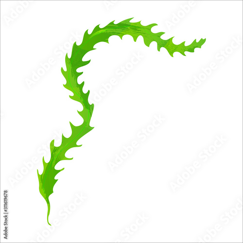 Underwater seaweed spirulina, aquatic marine algae plant vector Illustration