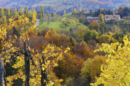 Fototapeta Naklejka Na Ścianę i Meble -  Südsteirische Weinstrasse im Herbst, Österreich, Steiermark, S