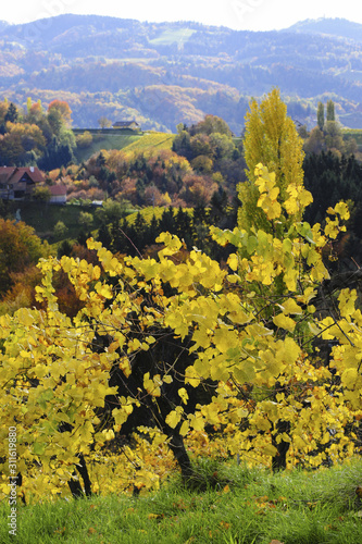 Fototapeta Naklejka Na Ścianę i Meble -  Südsteirische Weinstrasse im Herbst, Österreich, Steiermark, S