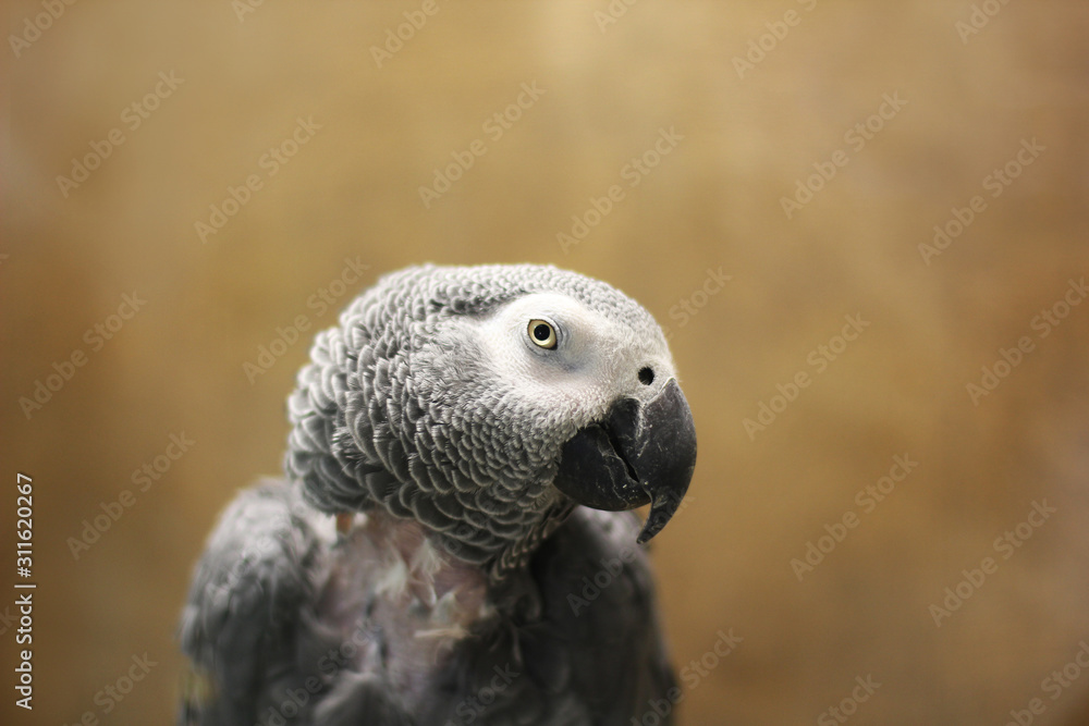 Fototapeta premium Big beautiful parrot sitting on the cage. Jaco. Gray Parrot