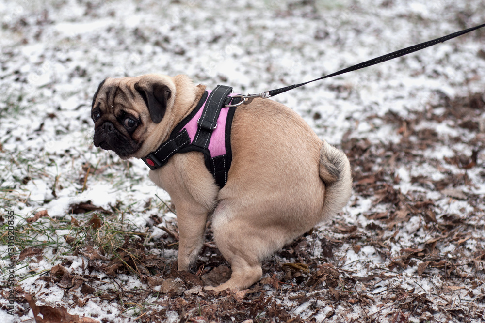 Light brown Pug is sitting and pooping on snow grass field in the park