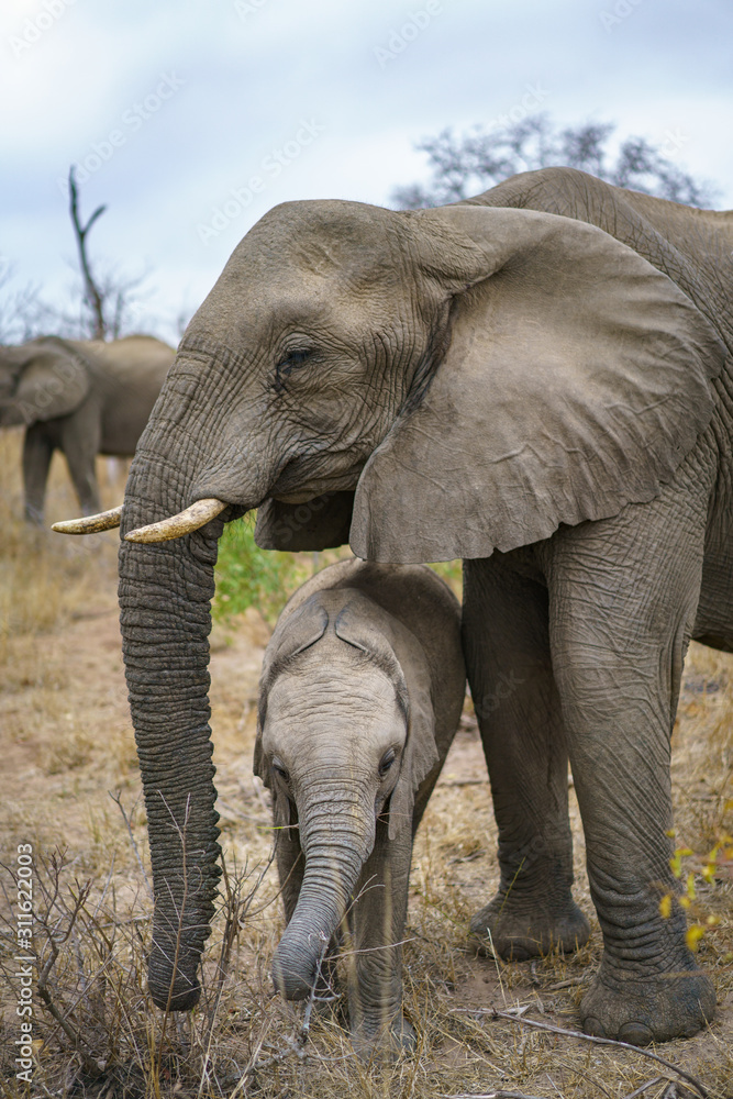 elephants in kruger national park, mpumalanga, south africa
