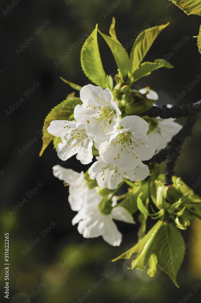 Garten im Frühling, Österreich, NIederösterreich, Südliches