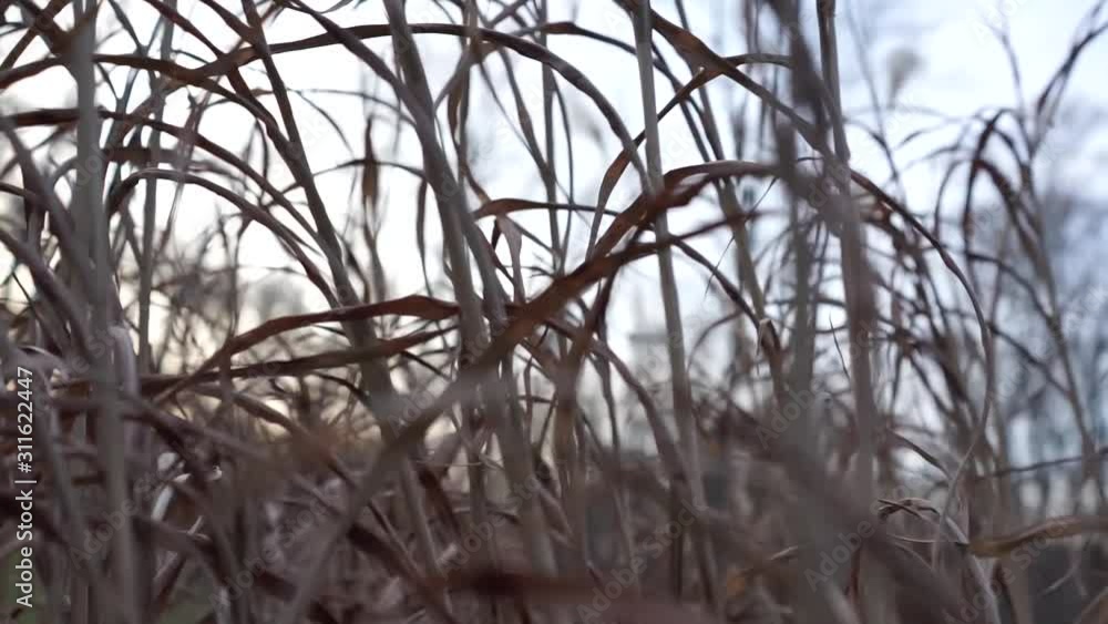 high grass in winter high grass in winter