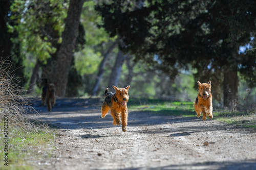 Two-year-old Airedale Terrier dogs run and play in the forest, in the lap of nature © PROMA