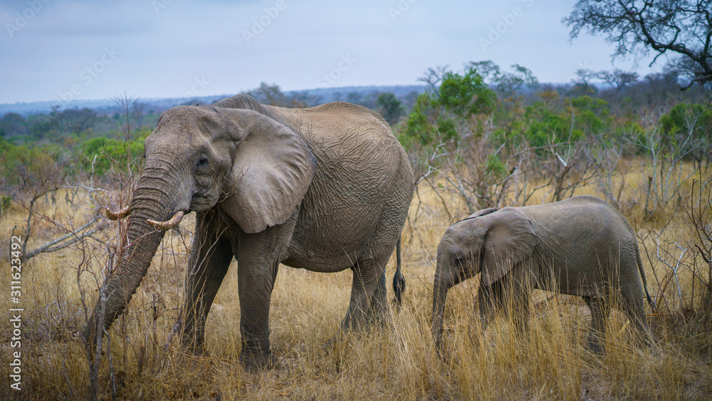 Fototapeta premium elephants in kruger national park, mpumalanga, south africa