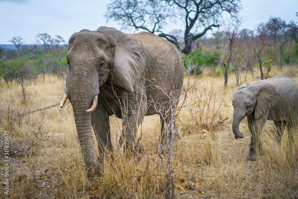 Obraz premium elephants in kruger national park, mpumalanga, south africa