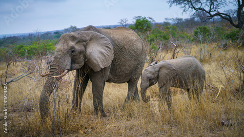 elephants in kruger national park, mpumalanga, south africa © Christian B.