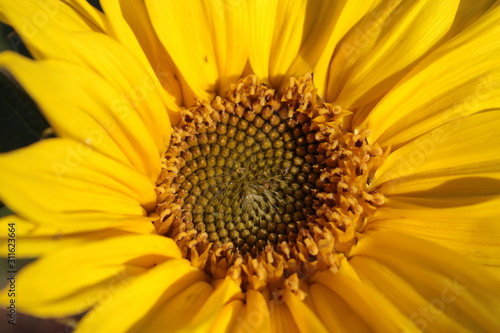 Yellow sunflower grows in summer beds. 