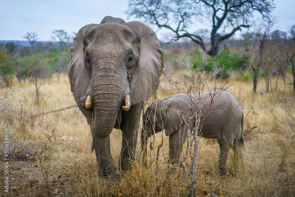 Fototapeta premium elephants in kruger national park, mpumalanga, south africa
