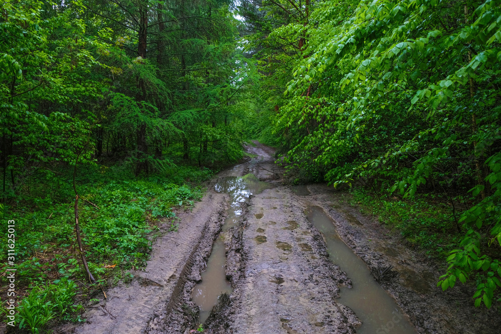 Obraz premium Deserted forest road in the rain. Rankness. Ukrainian nature.