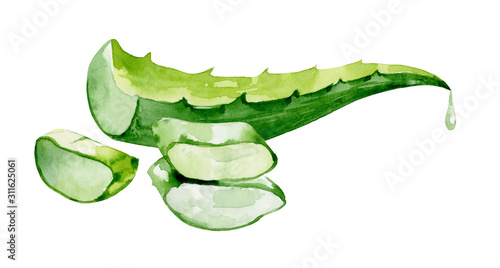Aloe Vera with pulp, set of leaf illustrations on cut. Herbal medicine plants watercolor illustration on isolated background.