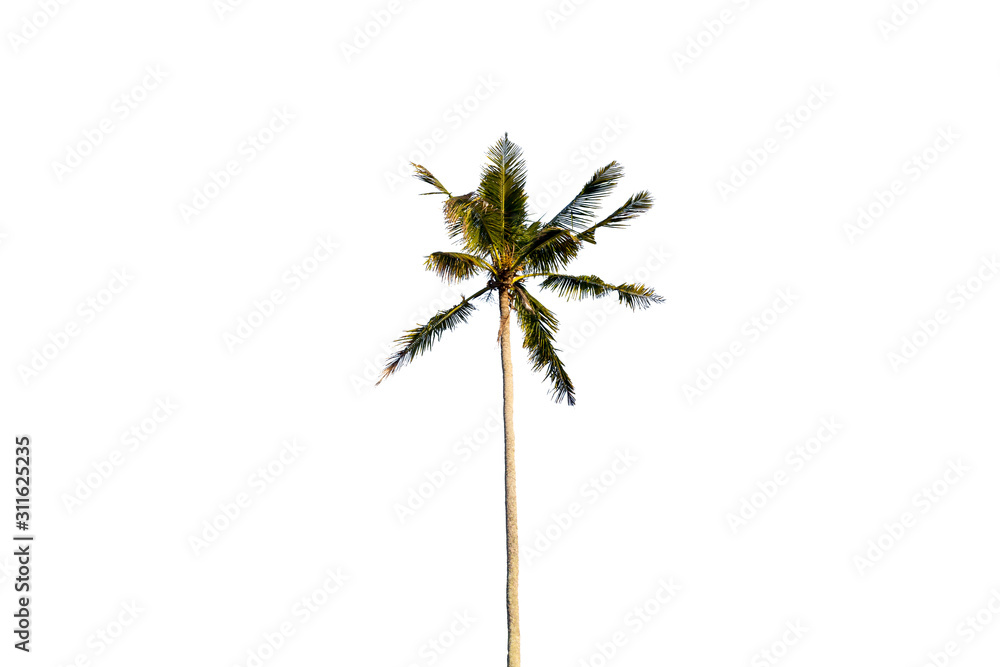Obraz premium Coconut tree isolated on white background.