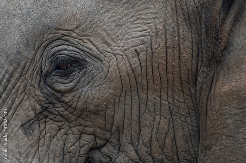 Portrait of an Elephant's Eye and Face in South Africa © Evelyn