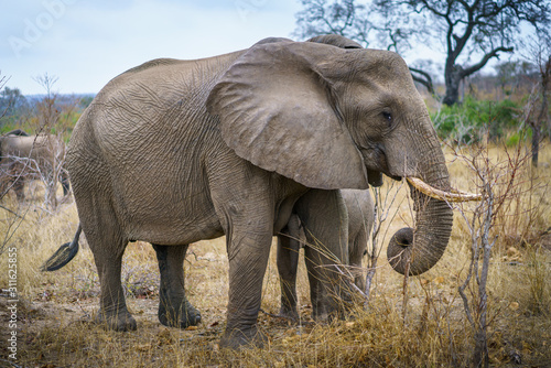 elephants in kruger national park, mpumalanga, south africa