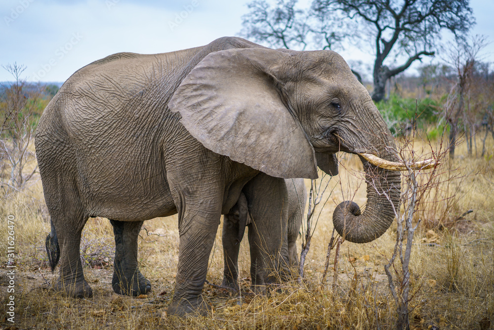 Obraz premium elephants in kruger national park, mpumalanga, south africa