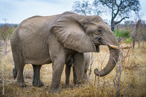 elephants in kruger national park, mpumalanga, south africa © Christian B.