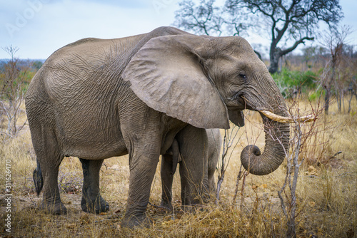 elephants in kruger national park, mpumalanga, south africa