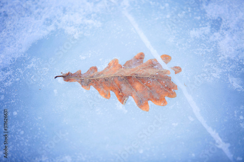 oak leaf frozen into the river