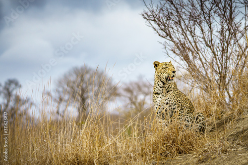 leopard in kruger national park, mpumalanga, south africa 71 © Christian B.