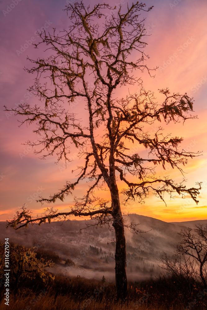 Lone Tree Watching Over the Valley at Sunset Lone Tree Watching Over the Valley at Sunset