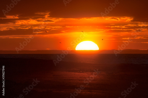 Fototapeta Naklejka Na Ścianę i Meble -  Big sun vanishing over the horizon in red orange seascape with seagulls