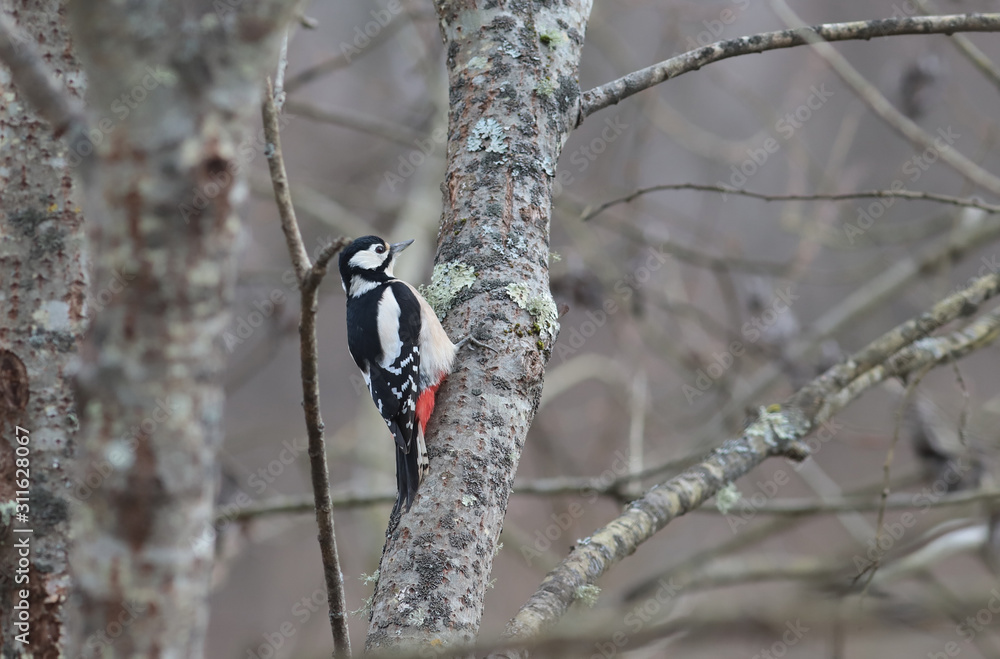 Woodpecker cleans the tree of pests. The doctor on the branches ... Woodpecker cleans the tree of pests. The doctor on the branches ...