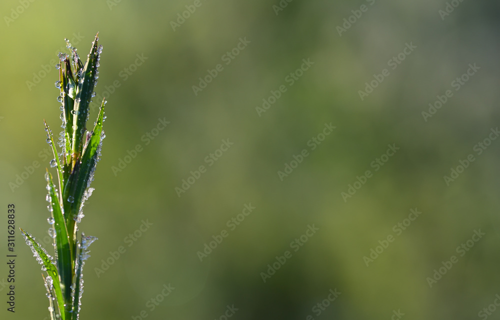 Closeup of a grass plant with lots of drops thawing in the early morning in nature against a green background with space for text