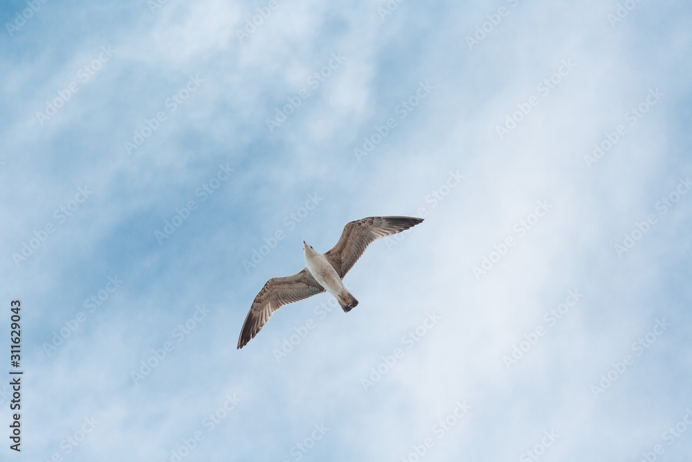 Obraz premium Seagull flies on background of blue sky with clouds
