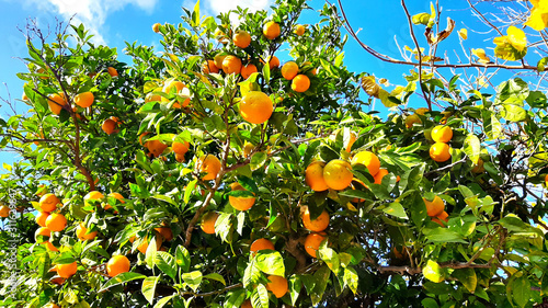 Tangerine tree with abundant fruit 2 photo