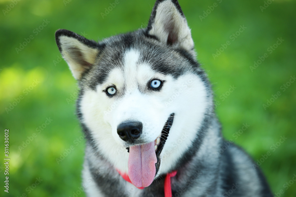 Husky dog sitting on the grass in park