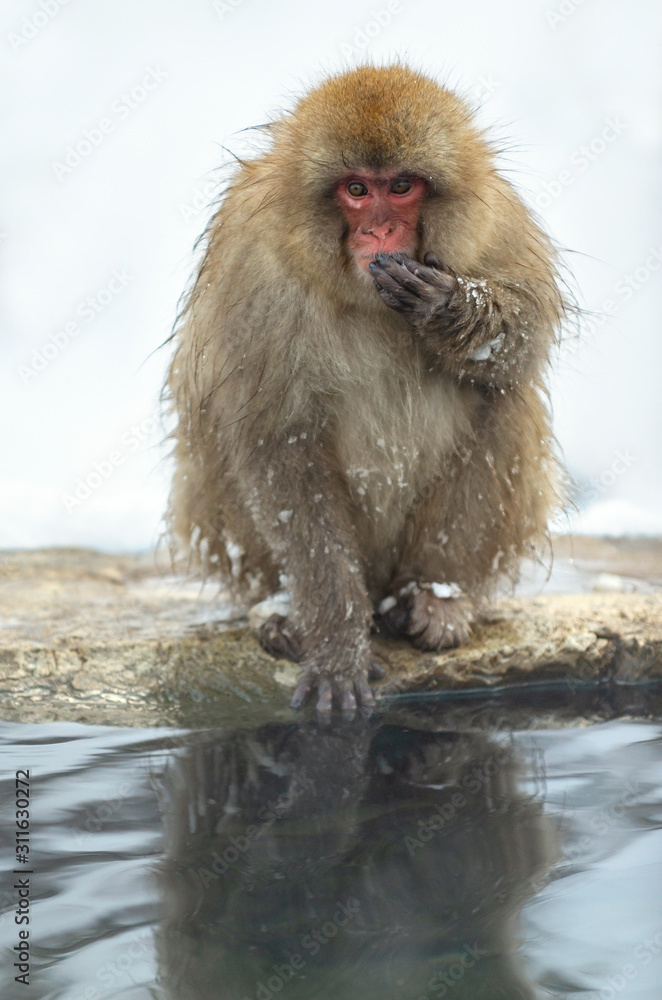 Naklejka premium Japanese macaque near the natural hot springs. The Japanese macaque ( Scientific name: Macaca fuscata), also known as the snow monkey. Natural habitat, winter season.