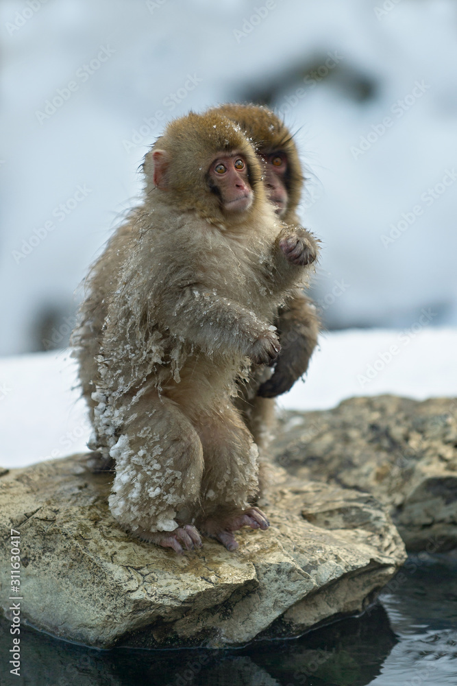 Fototapeta premium Japanese macaque and cub near the natural hot springs. The Japanese macaque ( Scientific name: Macaca fuscata), also known as the snow monkey. Natural habitat, winter season.