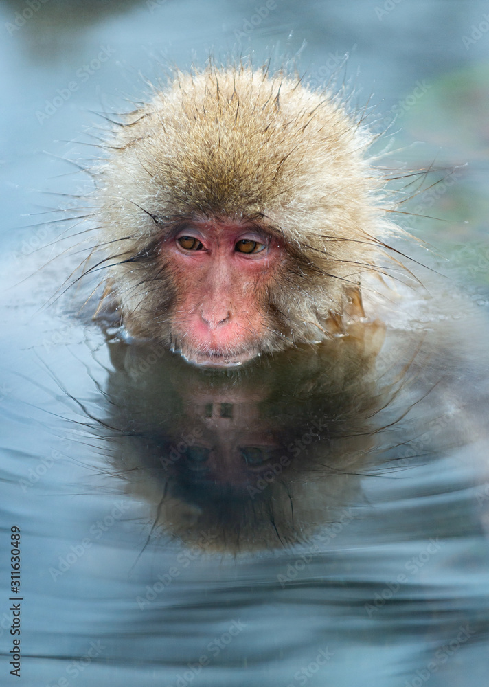 Fototapeta premium Japanese macaque in the water of natural hot springs. The Japanese macaque ( Scientific name: Macaca fuscata), also known as the snow monkey. Natural habitat, winter season.